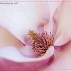 Magnolienblüte