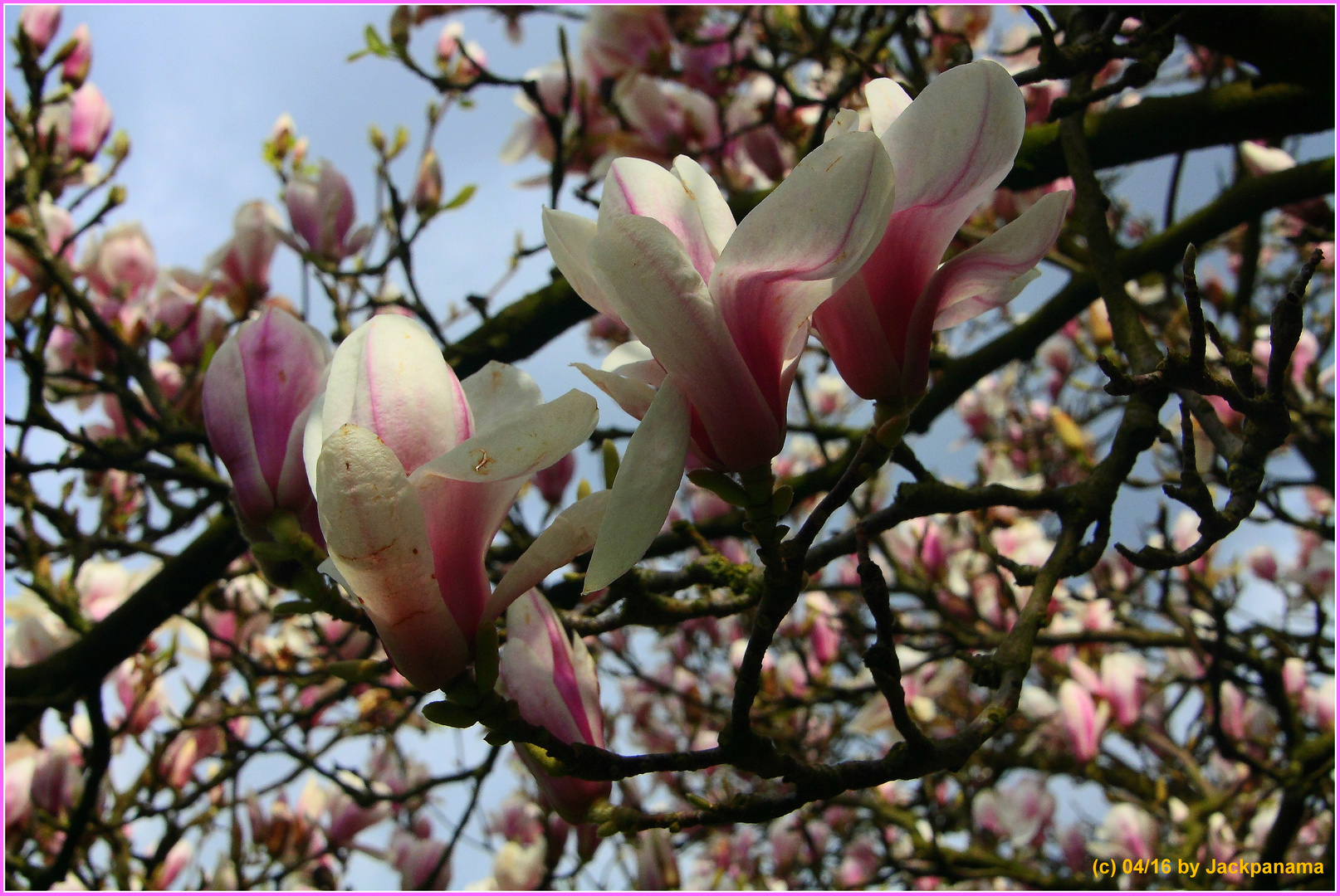 Magnolienblüte