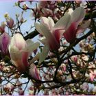 Magnolienblüte