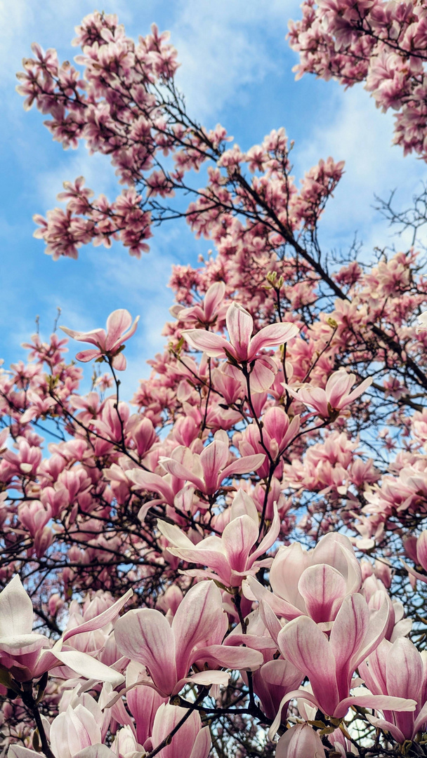 Magnolienblüte 