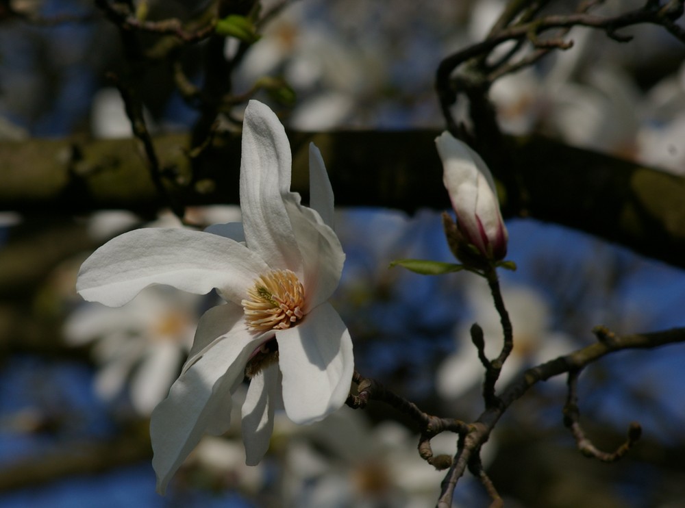 Magnolienblüte