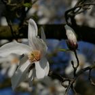 Magnolienblüte