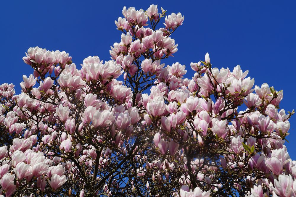 Magnolienblüte