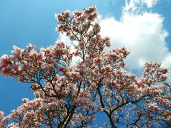 Magnolienblüte 2