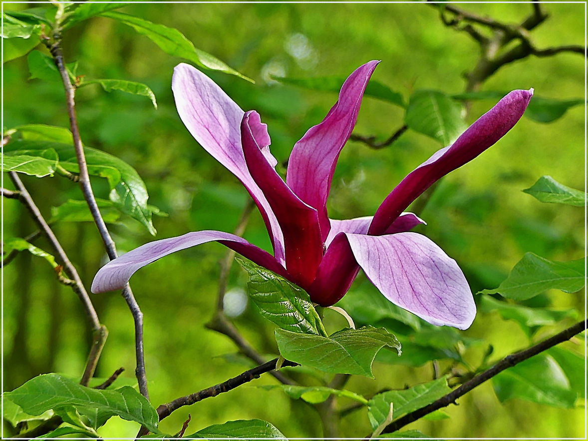 Magnolienblüte 2