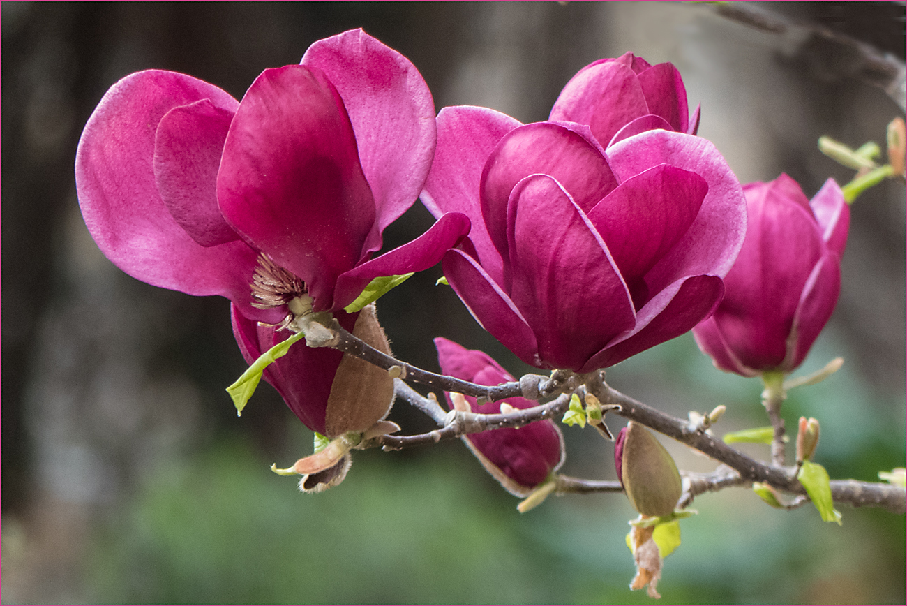 Magnolienblüte 2