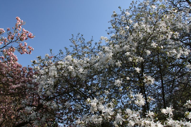 Magnolienblüte 2