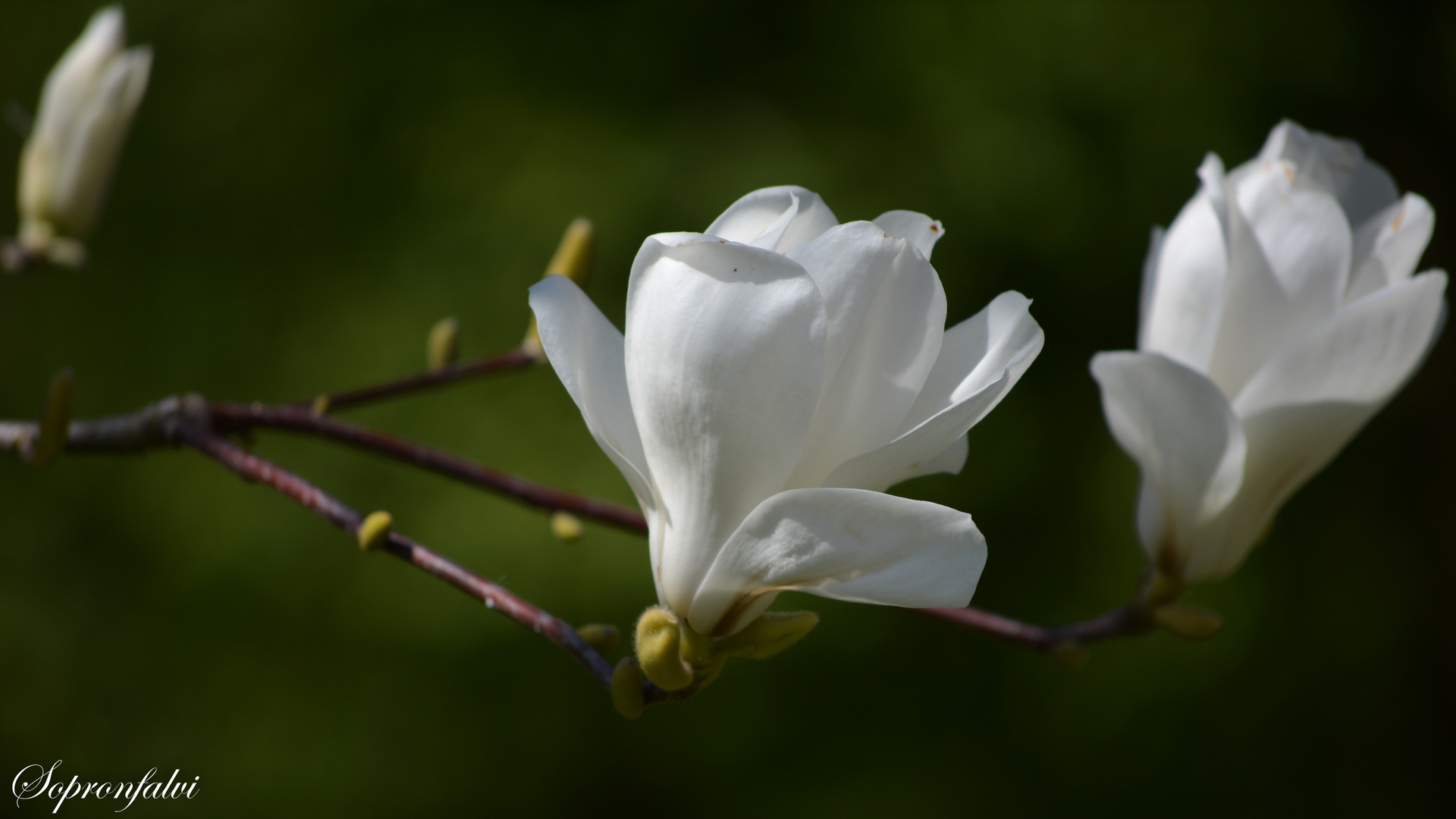 Magnolienblüte 2