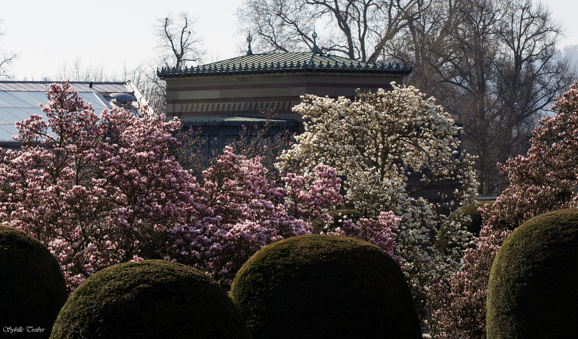 Magnolienblüte 2