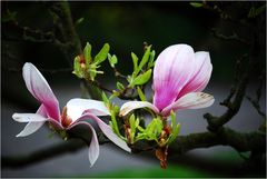 magnolienblüte 2