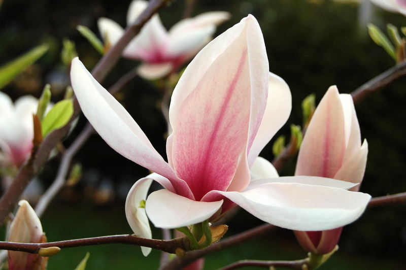 Magnolienblüte 2