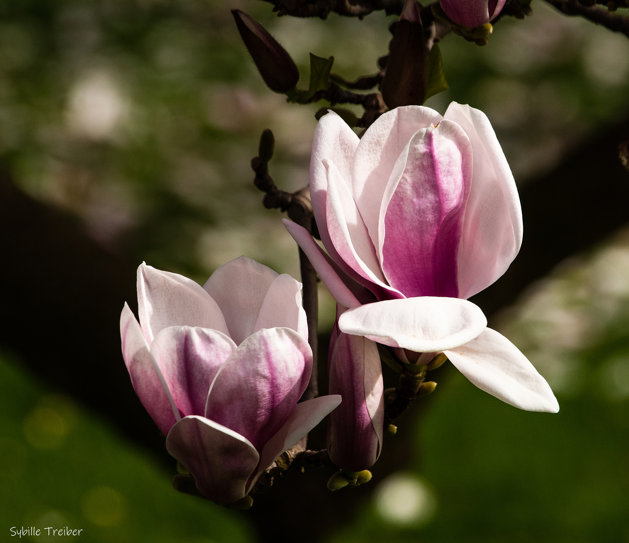 Magnolienblüte 2