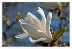 Magnolienblüte [2}