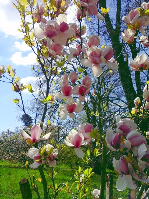 Magnolienblüte 2