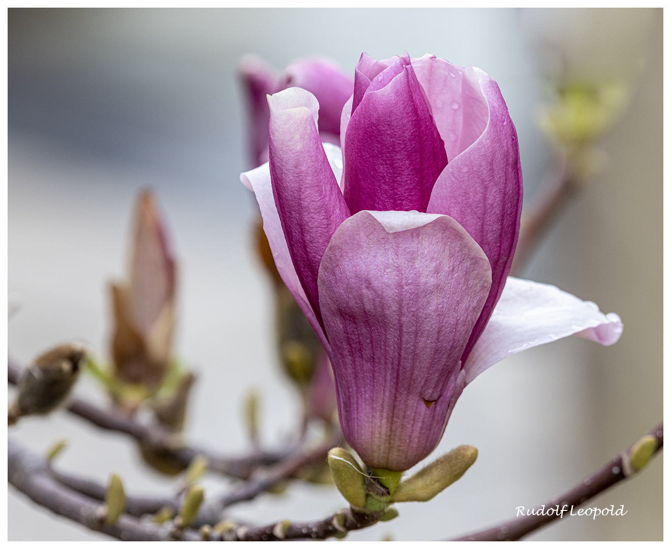 Magnolienblüte