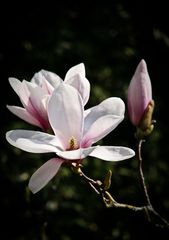 Magnolienblüte 2009