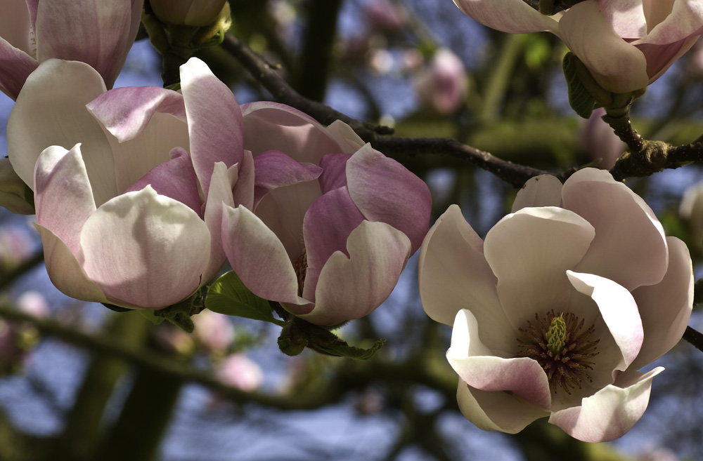 Magnolienblüte 2009