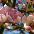 Magnolienblüte 2009