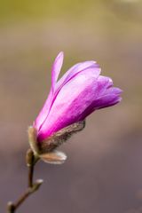 Magnolienblüte 2014