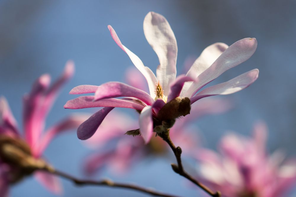 Magnolienblüte 2014 Nummer 2