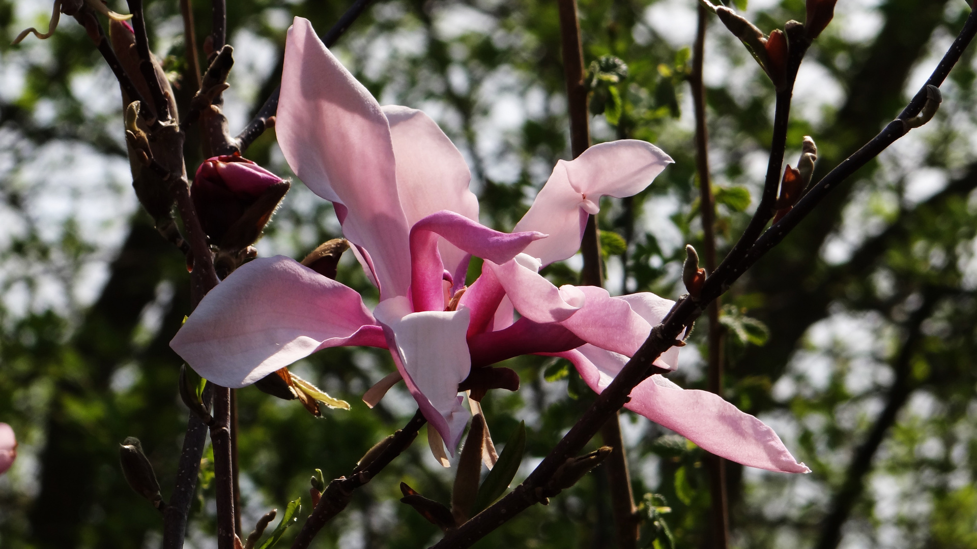 Magnolienblüte 2018/2