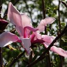 Magnolienblüte 2018/2