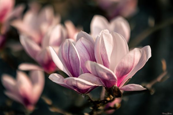 Magnolienblüte 2025