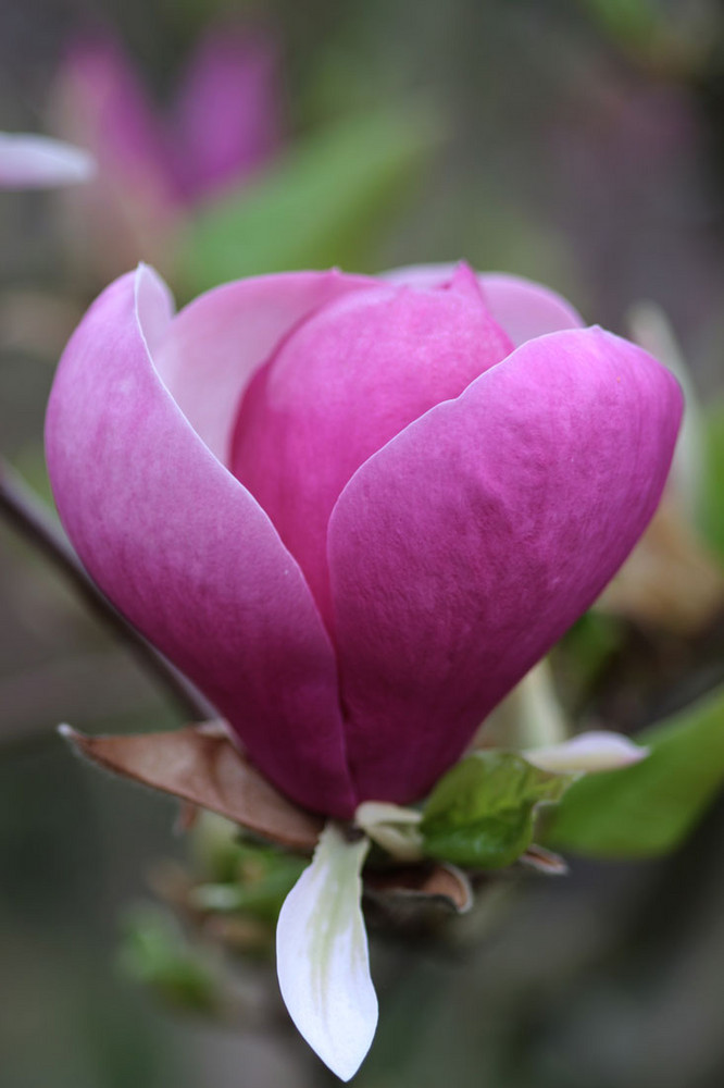 magnolienblüte