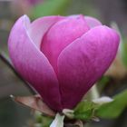 magnolienblüte