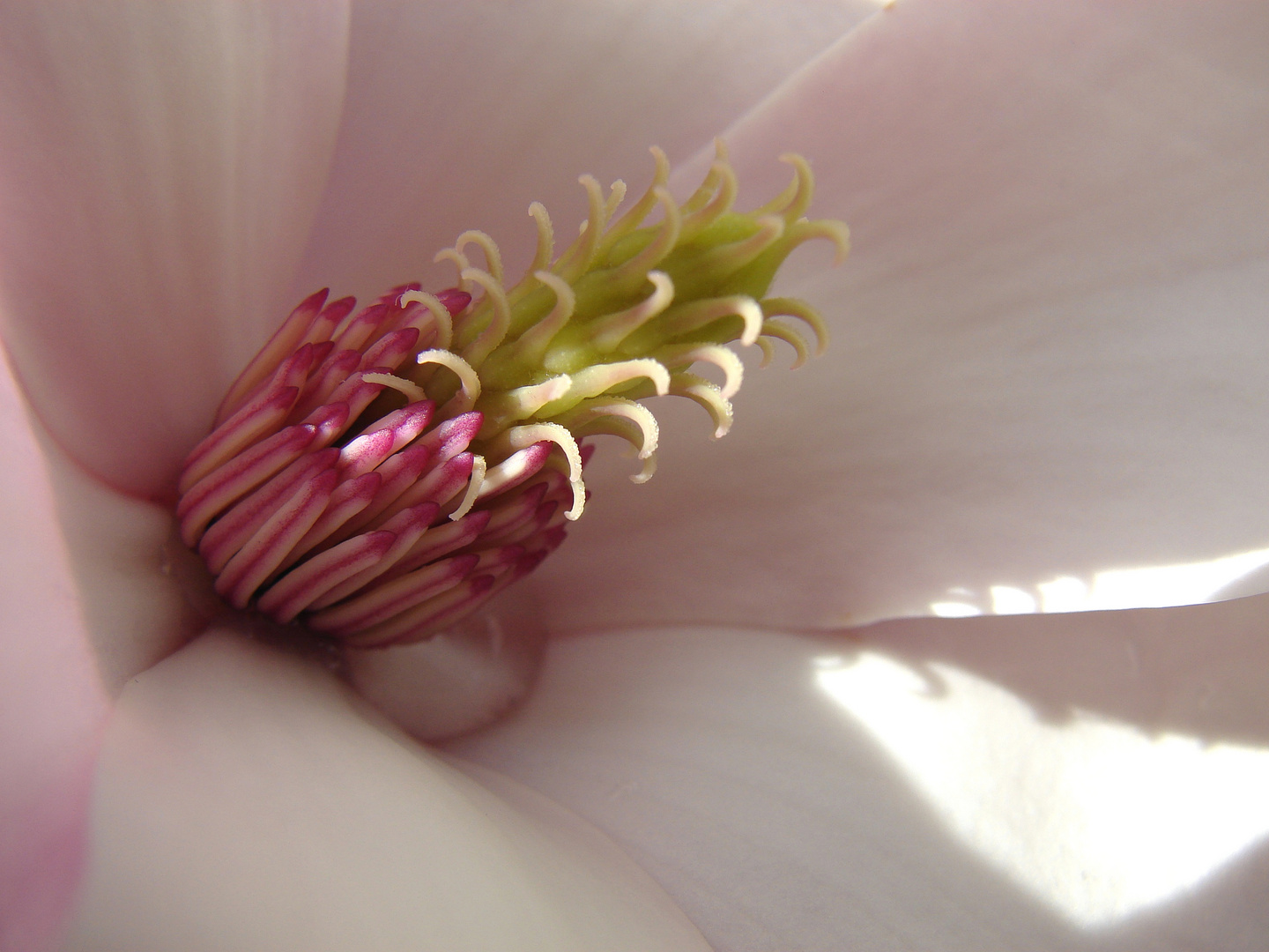 Magnolienblüte