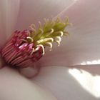 Magnolienblüte