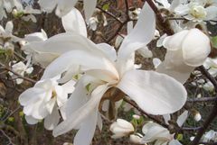 Magnolienblüte