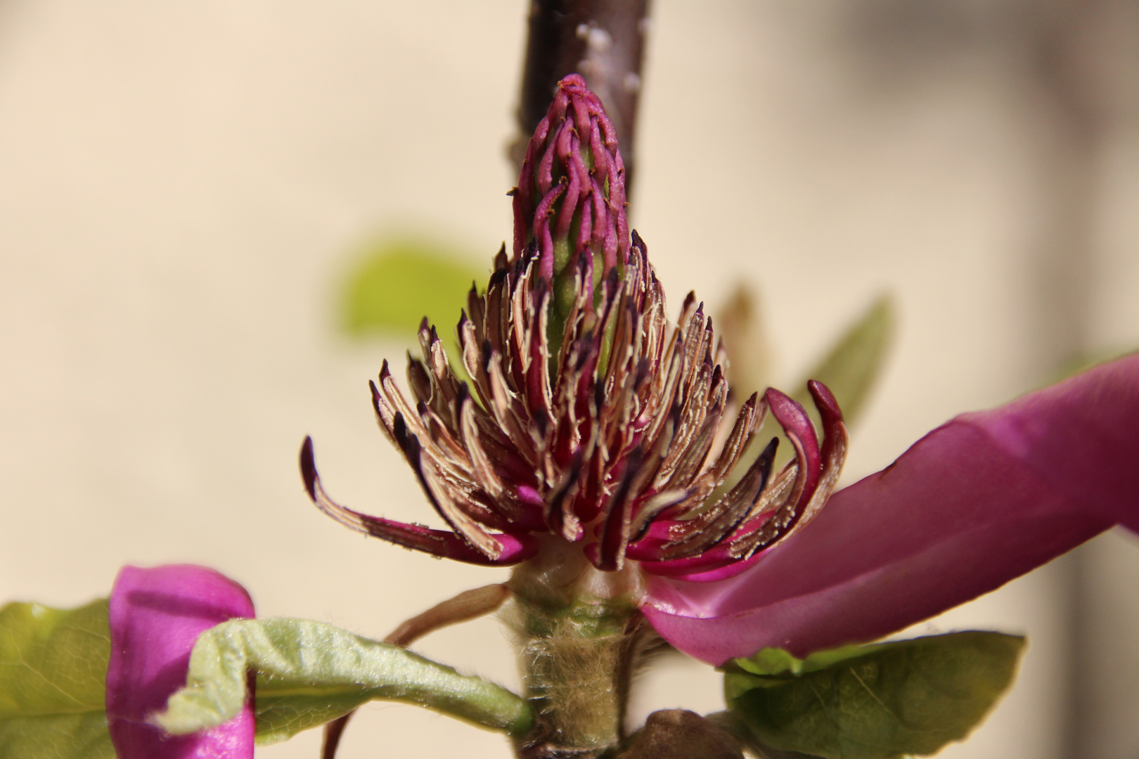 Magnolienblüte