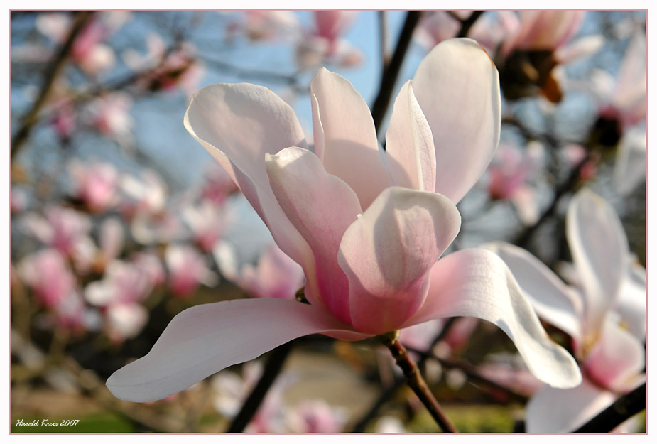 Magnolienblüte