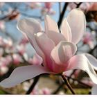 Magnolienblüte