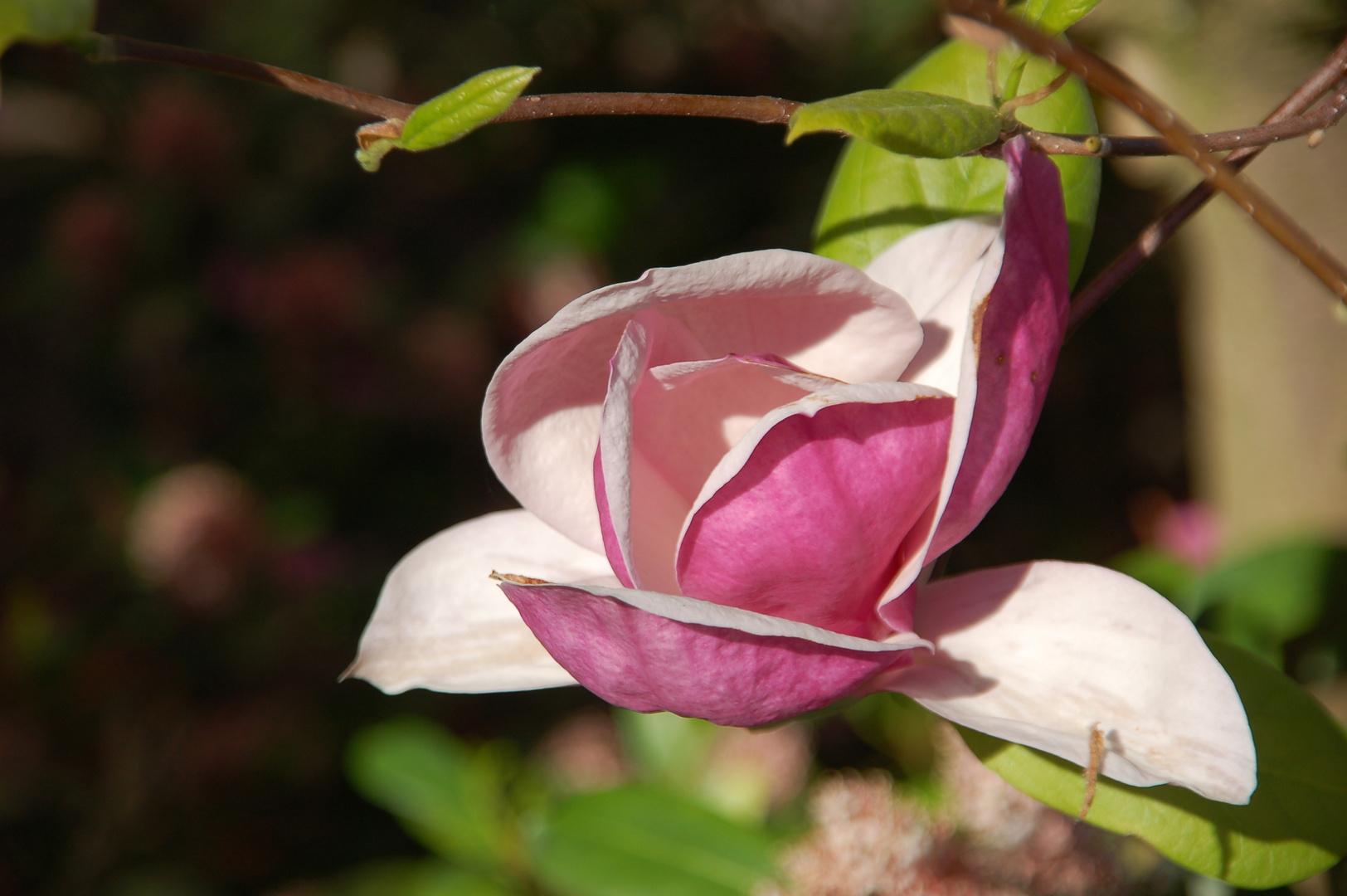 Magnolienblüte