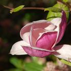 Magnolienblüte