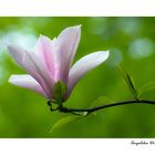 Magnolienblüte