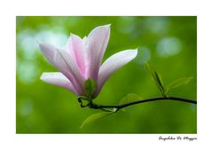 Magnolienblüte