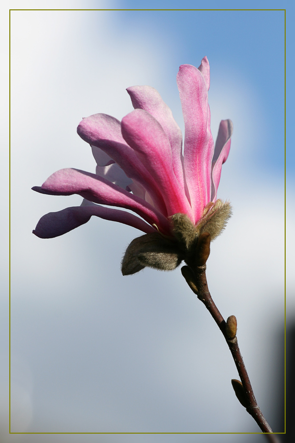 Magnolienblüte