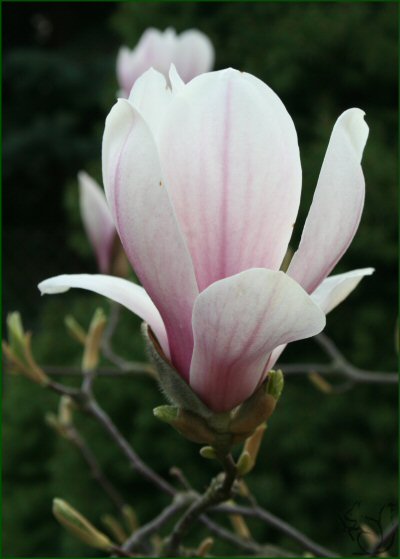 Magnolienblüte