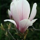 Magnolienblüte