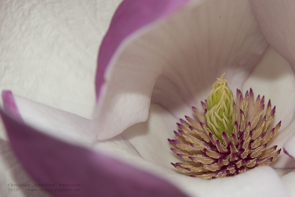 Magnolienblüte