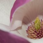 Magnolienblüte