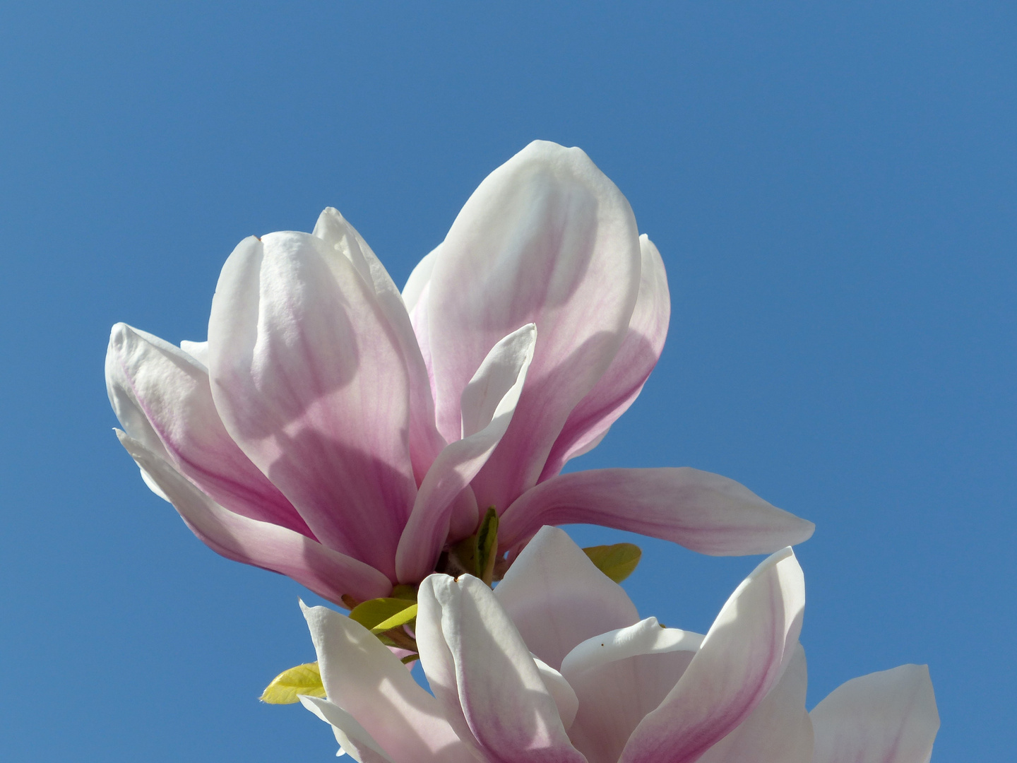 Magnolienblüte