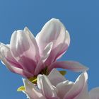 Magnolienblüte