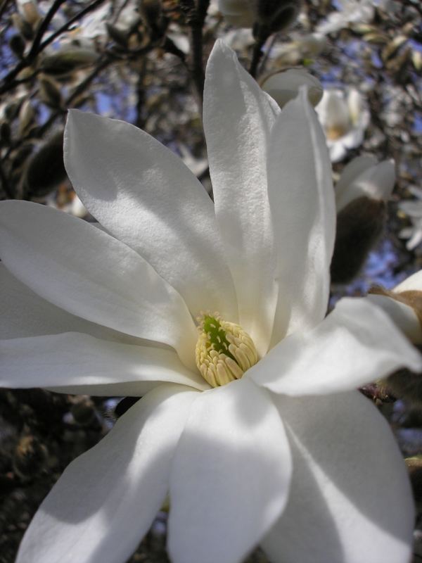 Magnolienblüte