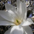 Magnolienblüte