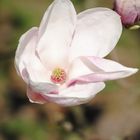 Magnolienblüte