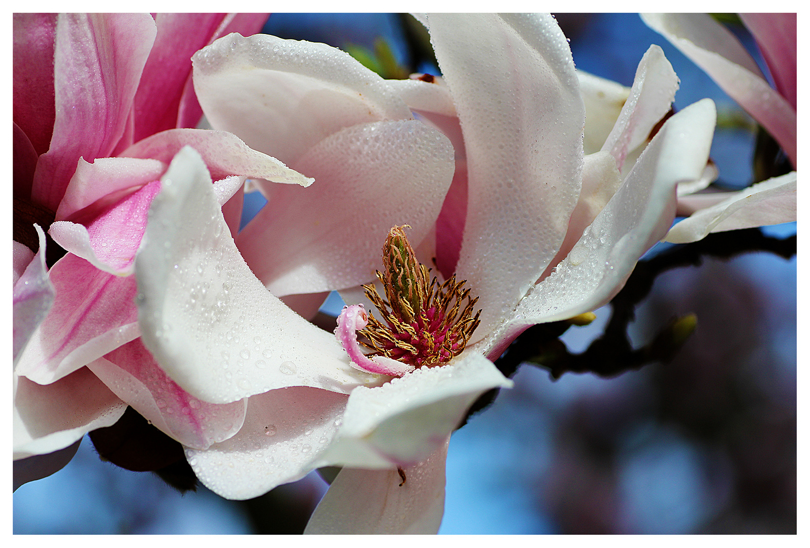 Magnolienblüte